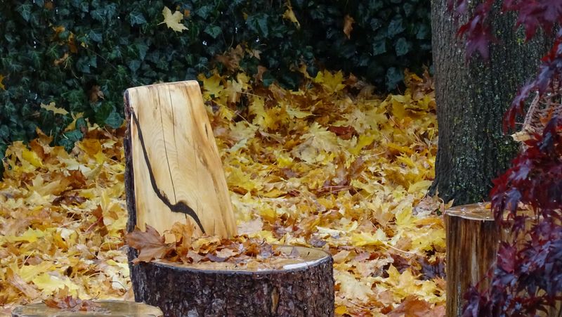 Carve It Into A Natural-Looking Seat Carve It Into A Natural-Looking Seat