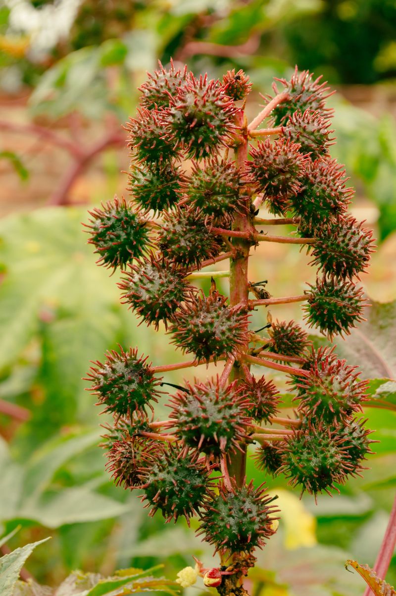 Castor Bean Castor Bean