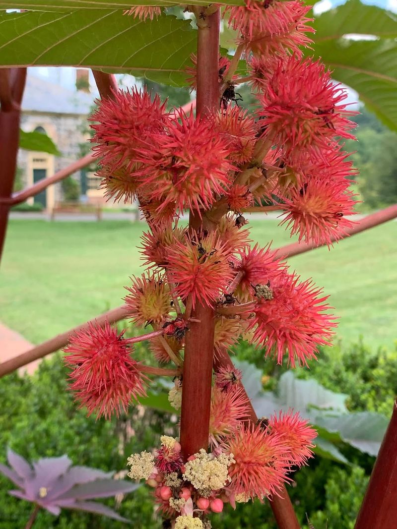 Castor Bean Is The Roadside Plant To Know Castor Bean Is The Roadside Plant To Know