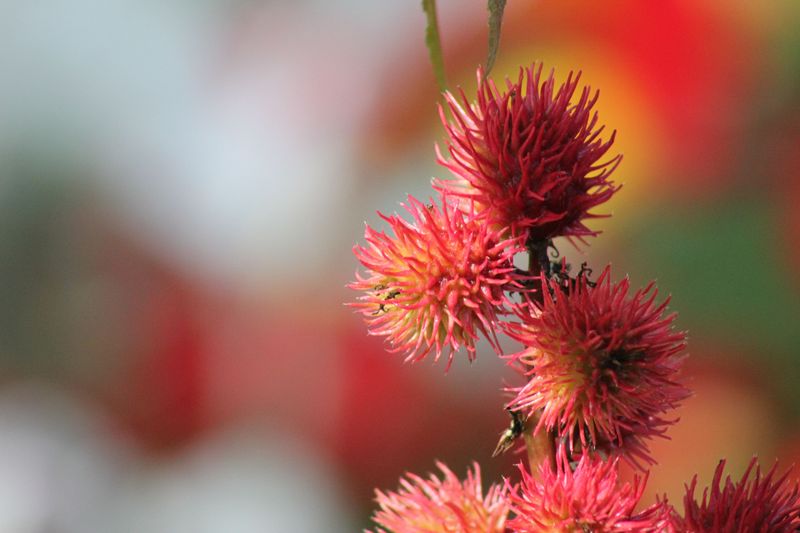 Castor Bean Castor Bean