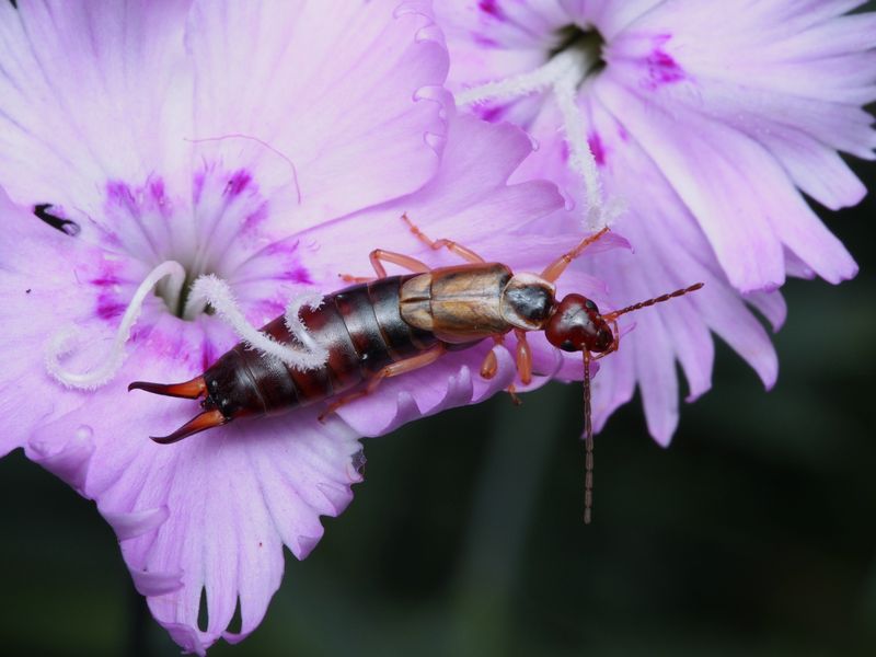 Catch The Culprit Before You Treat The Garden
