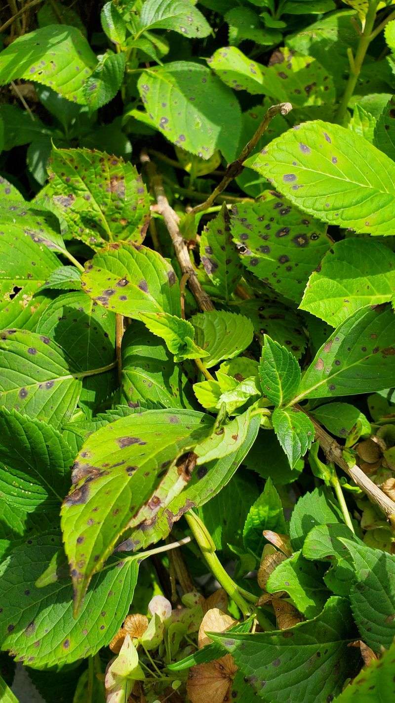 Catching A Fungal Disease Called Cercospora Leaf Spot Catching A Fungal Disease Called Cercospora Leaf Spot