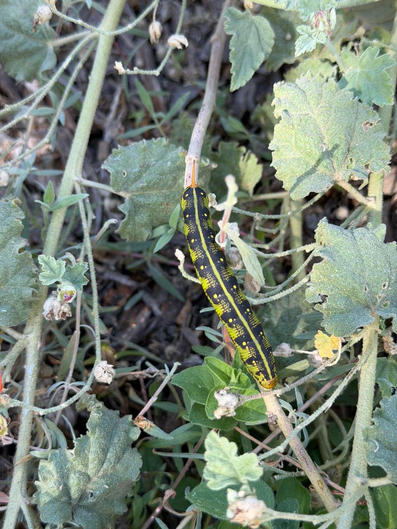 Caterpillars Become Food For Baby Birds Caterpillars Become Food For Baby Birds