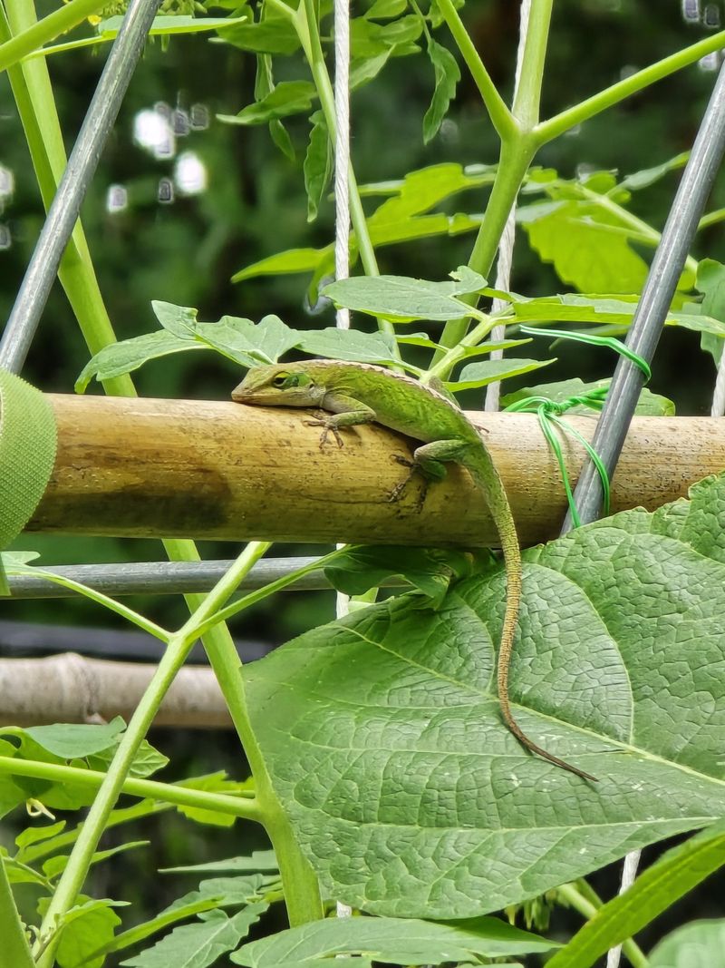 Caterpillars Face More Leaf Patrol Caterpillars Face More Leaf Patrol