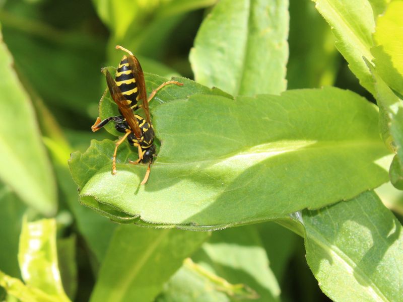 Caterpillars May Be Active