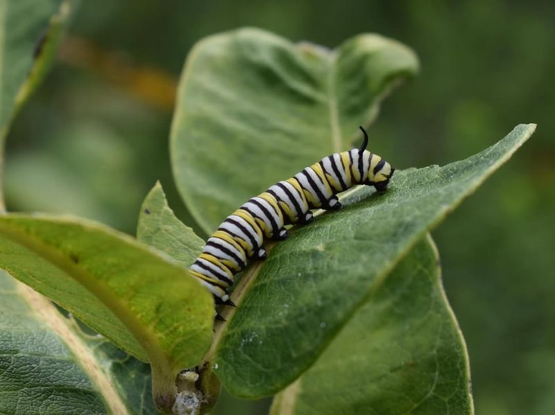 Caterpillars May Be Hidden Nearby Caterpillars May Be Hidden Nearby