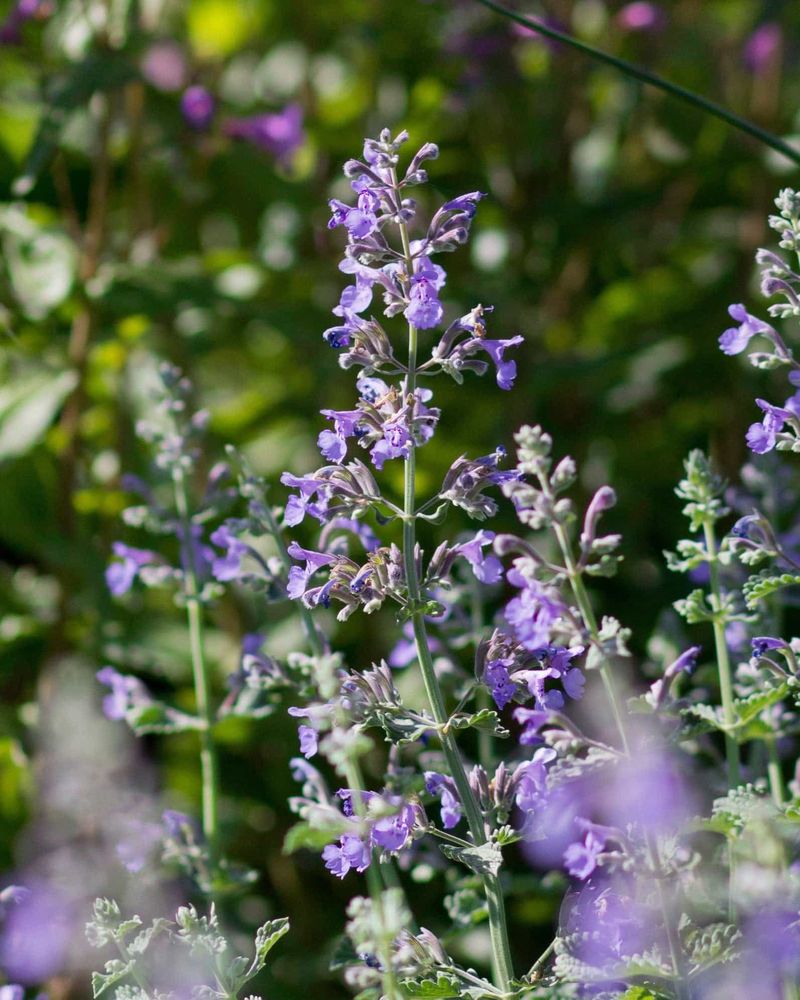 Catmint Catmint