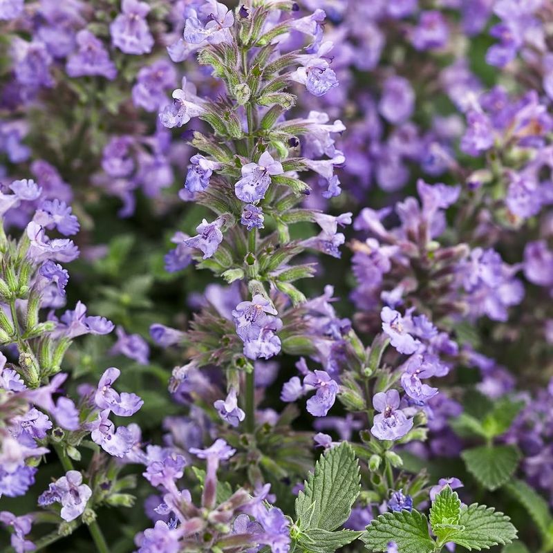 Catmint Catmint