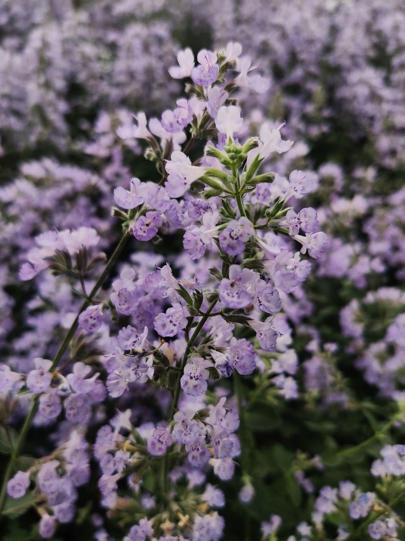 Catmint Catmint