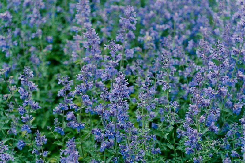 Catmint Catmint