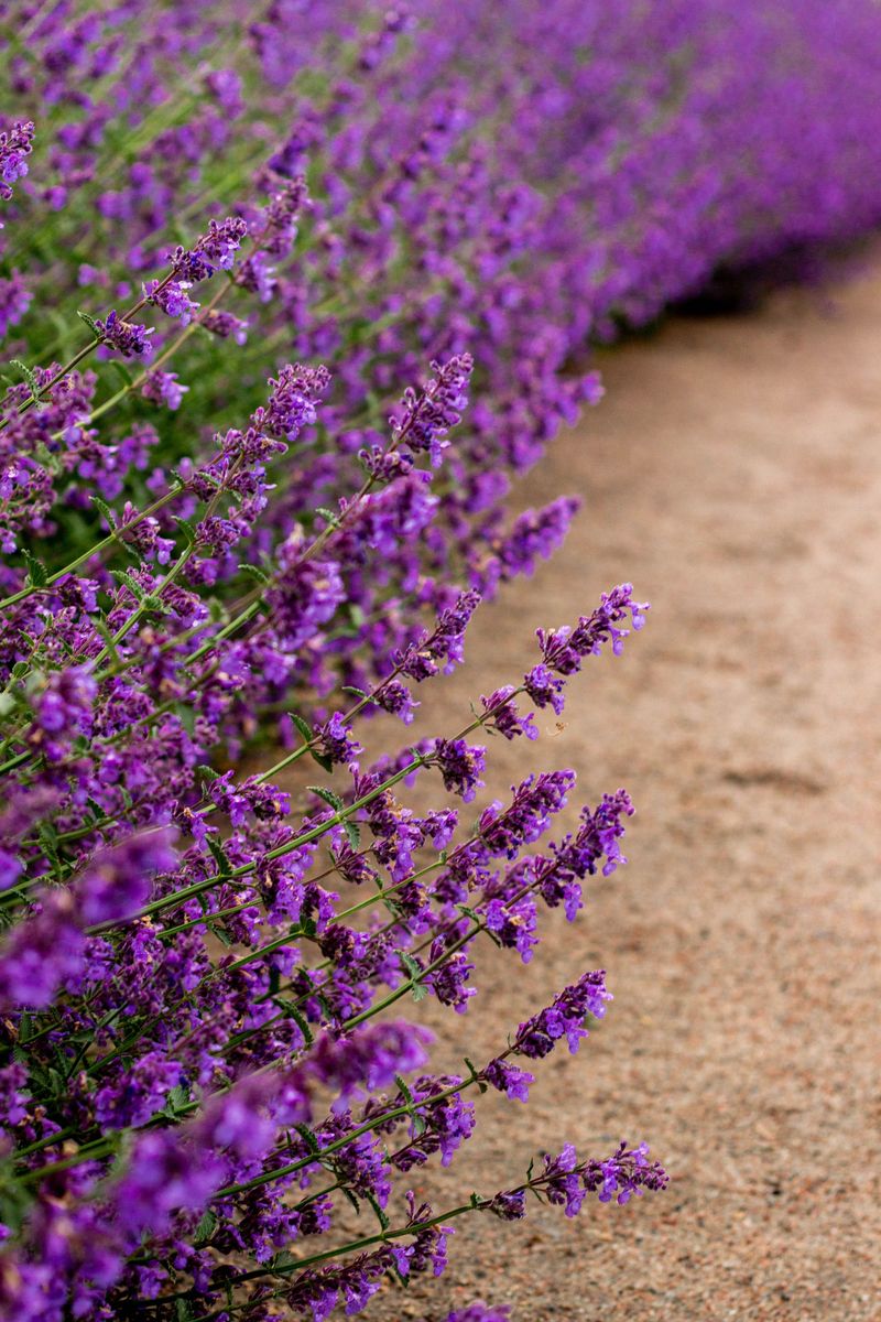 Catmint
