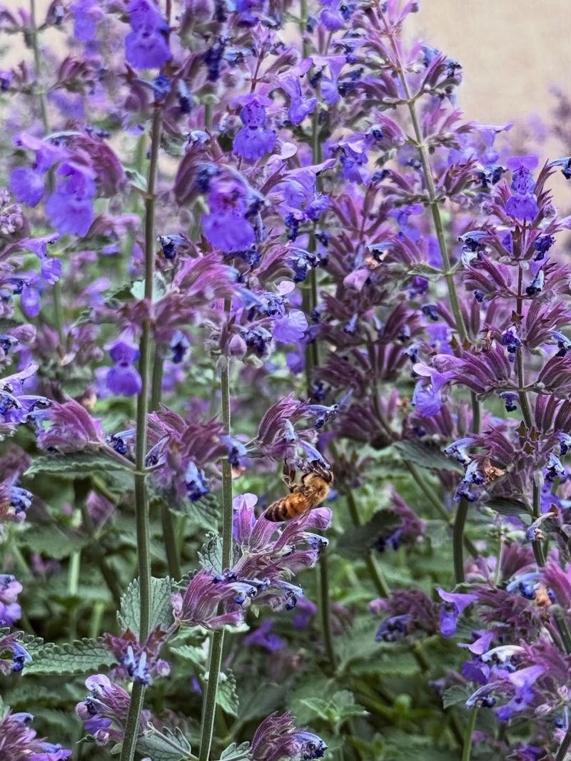Catmint Holds Up Well In Sunny Gardens Catmint Holds Up Well In Sunny Gardens