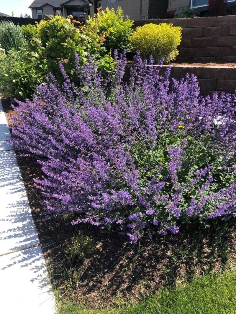 Catmint Rebounds When You Cut It Twice