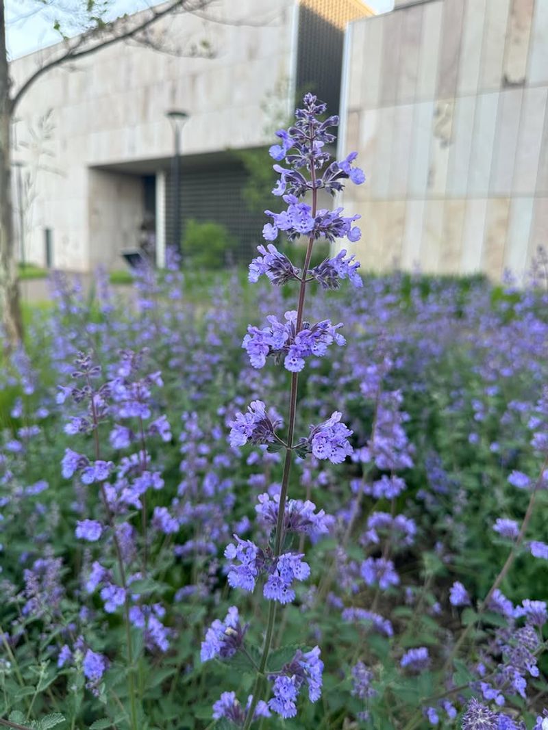 Catmint