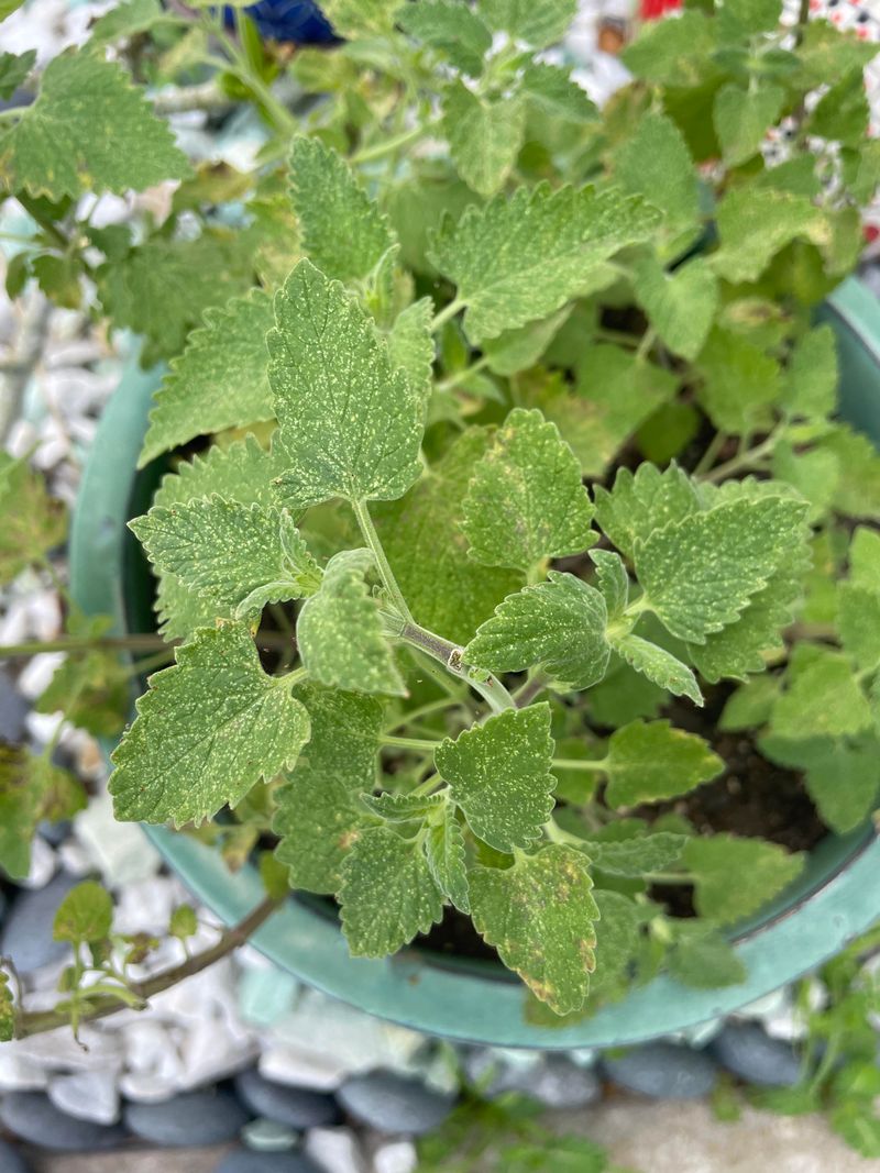 Catnip Adds Herbal Static Catnip Adds Herbal Static