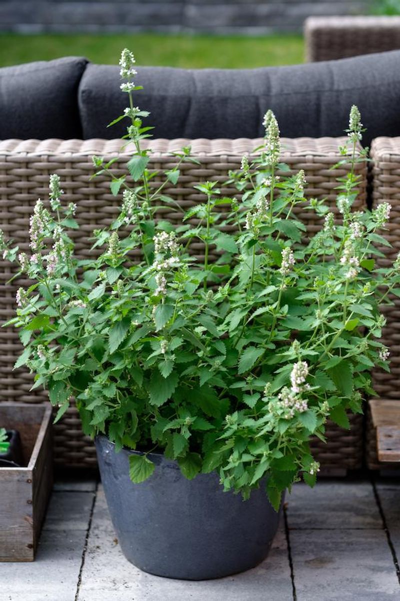Catnip In Pots Near Entry Areas