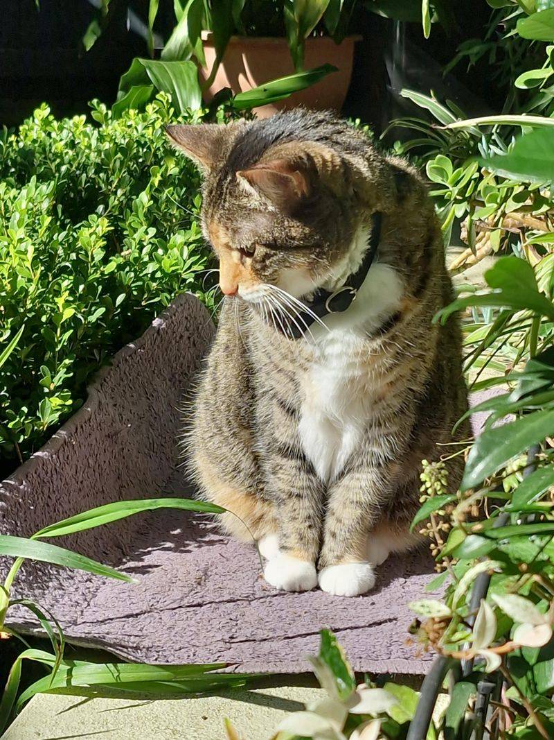 Cats Make Frog-Friendly Gardens Riskier Cats Make Frog-Friendly Gardens Riskier