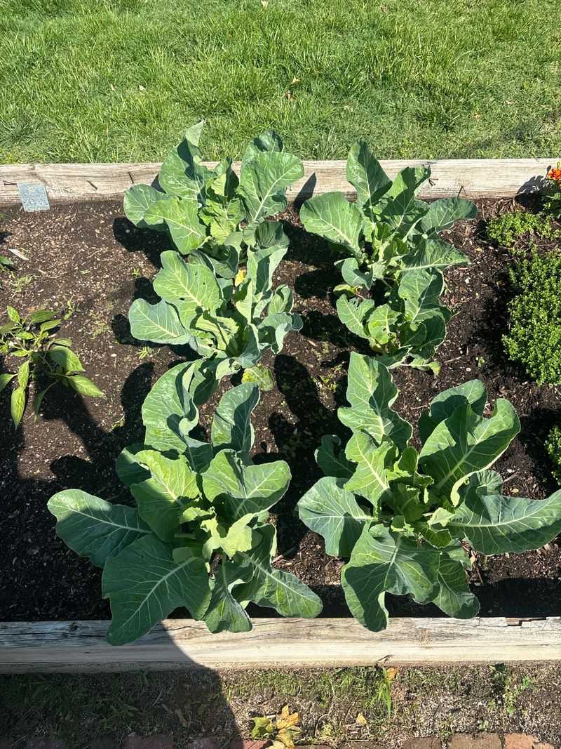 Cauliflower Cauliflower