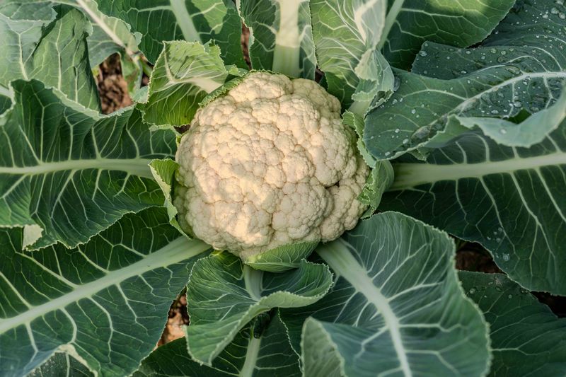 Cauliflower Cauliflower