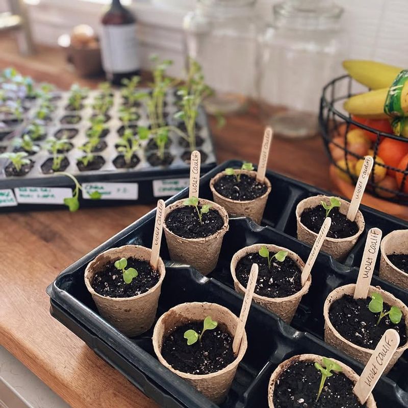 Cauliflower Benefits From An Early Indoor Start Cauliflower Benefits From An Early Indoor Start
