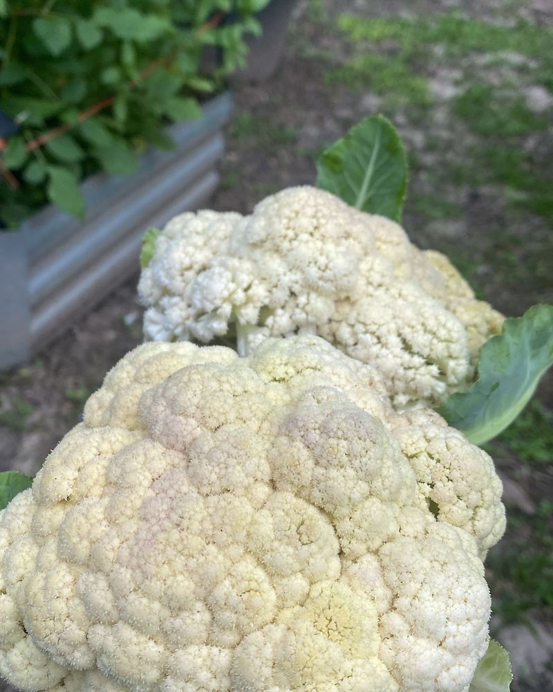 Cauliflower Cannot Wait Too Long Cauliflower Cannot Wait Too Long