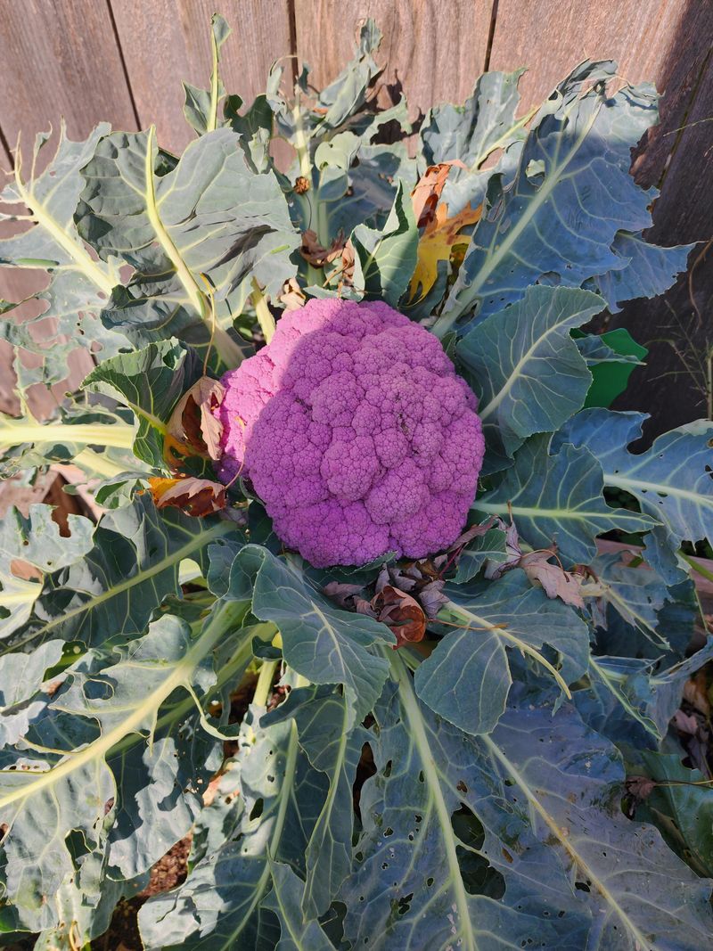 Cauliflower Needs A July Head Start