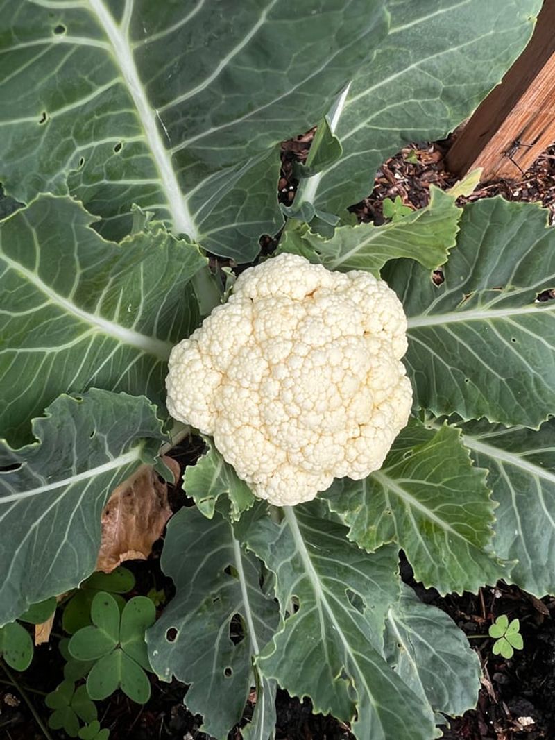 Cauliflower Needs A Longer Growing Season