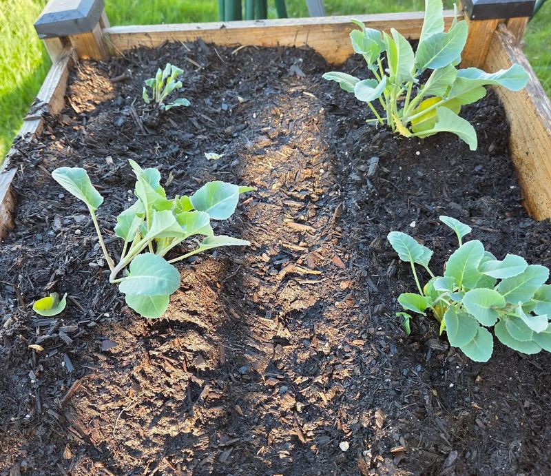 Cauliflower Needs More Planning Than Fast Fall Greens Cauliflower Needs More Planning Than Fast Fall Greens