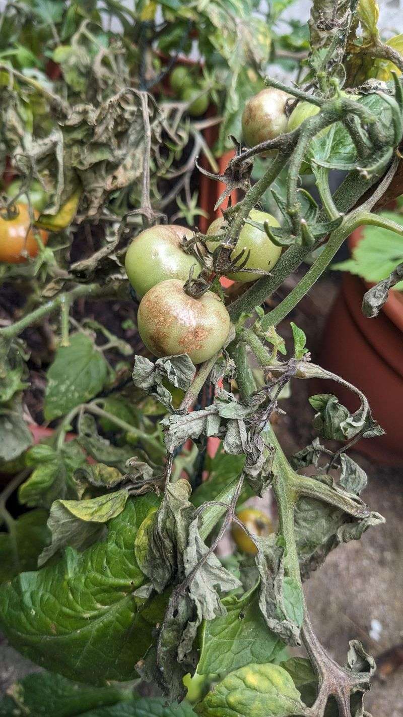 Caused By A Fast-Moving Fungus-Like Pathogen