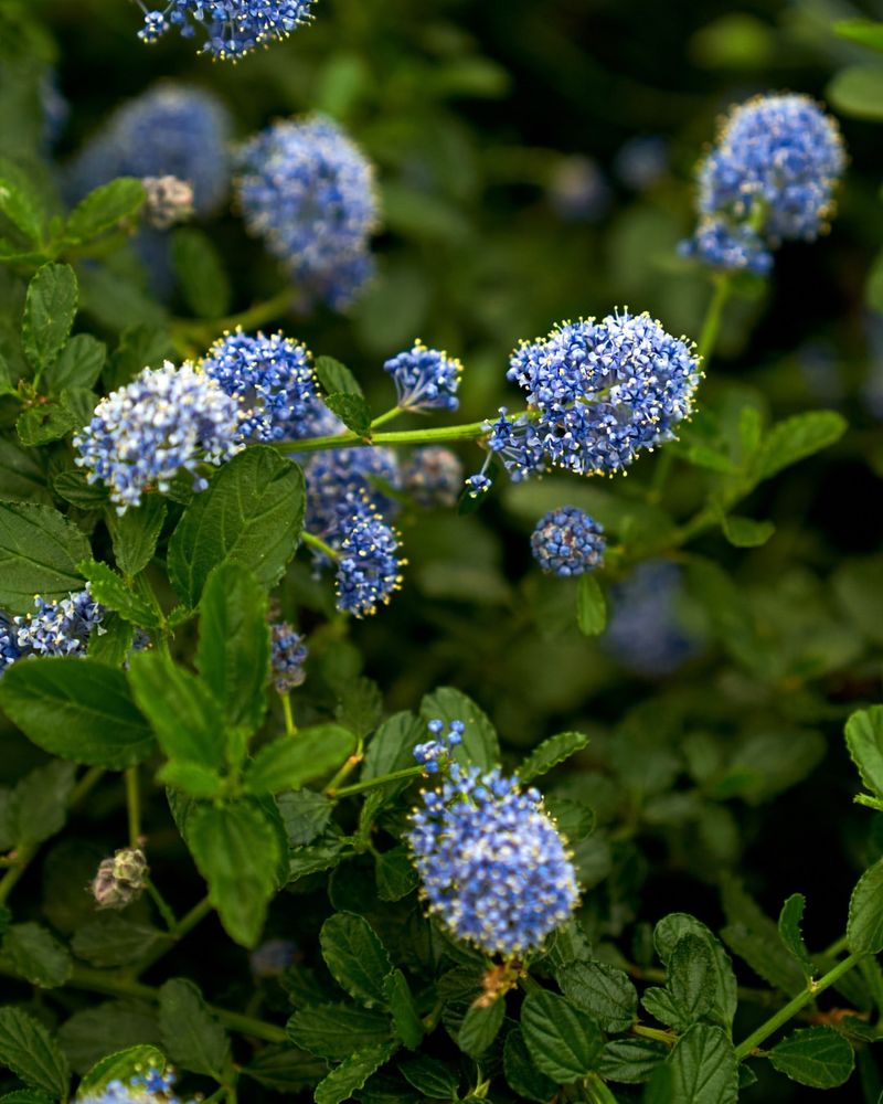 Ceanothus