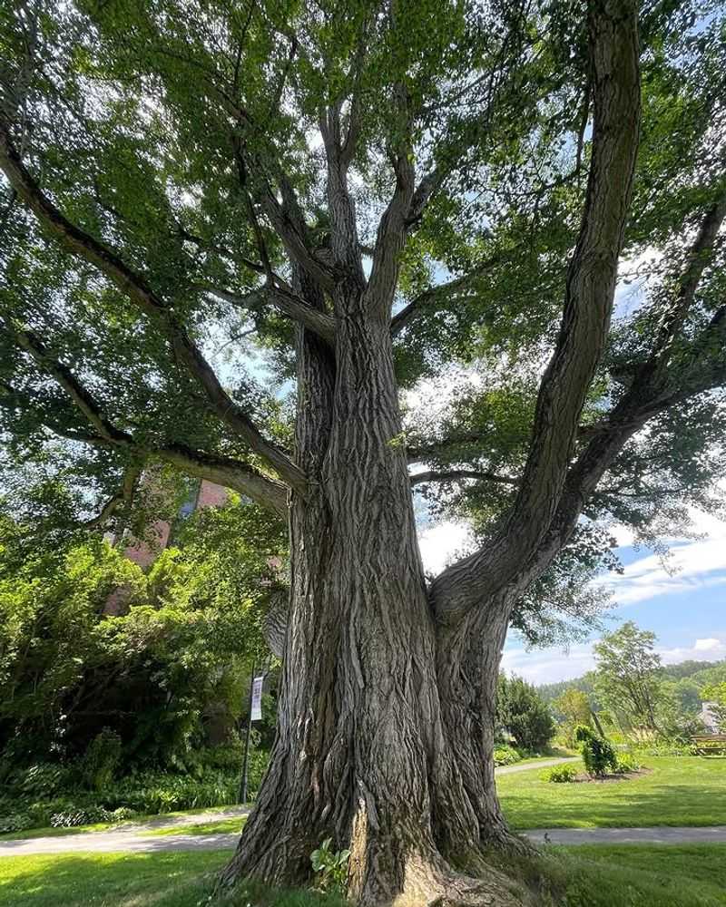 Cedar Elm Develops A Broad Canopy For Substantial Summer Shade