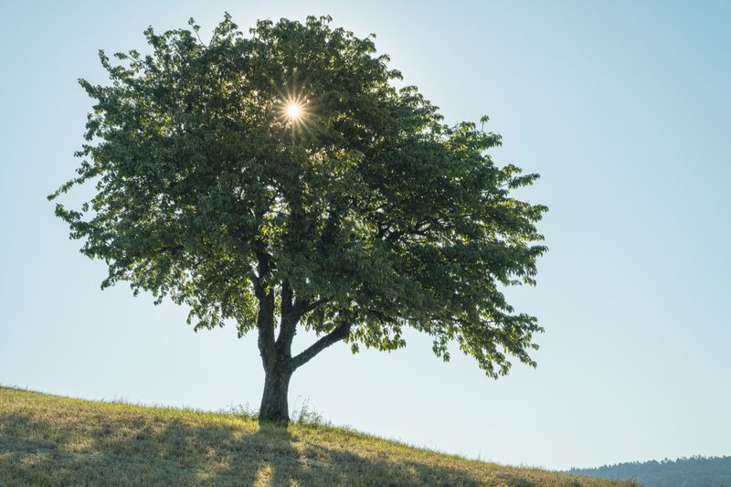 Cedar Elm Is Low-Mess But Not Completely Maintenance-Free