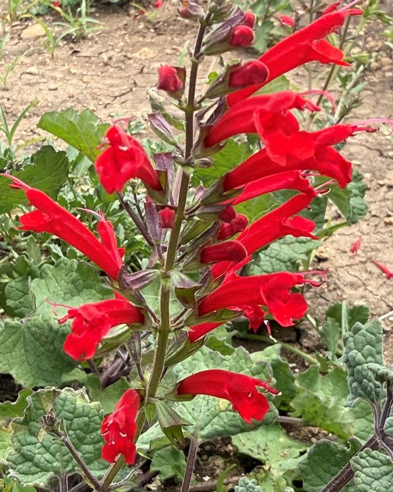 Cedar Sage