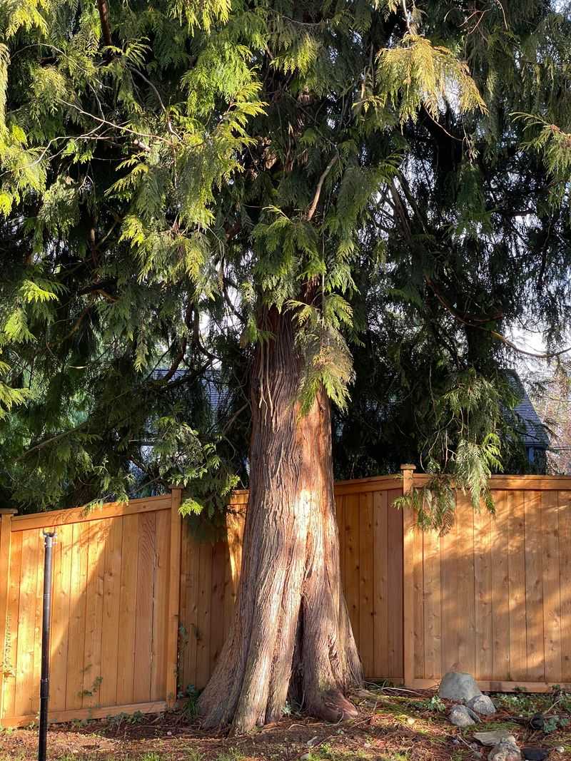 Cedar Screens Need Serious Distance
