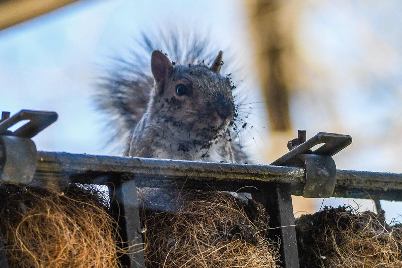 Cedarwood Oil Shows Up In Rodent Repellents Cedarwood Oil Shows Up In Rodent Repellents