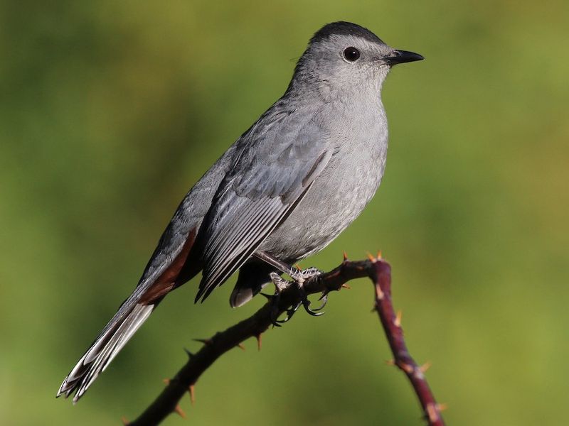 Celebrate Catbirds In A Berry Rich Backyard Celebrate Catbirds In A Berry Rich Backyard