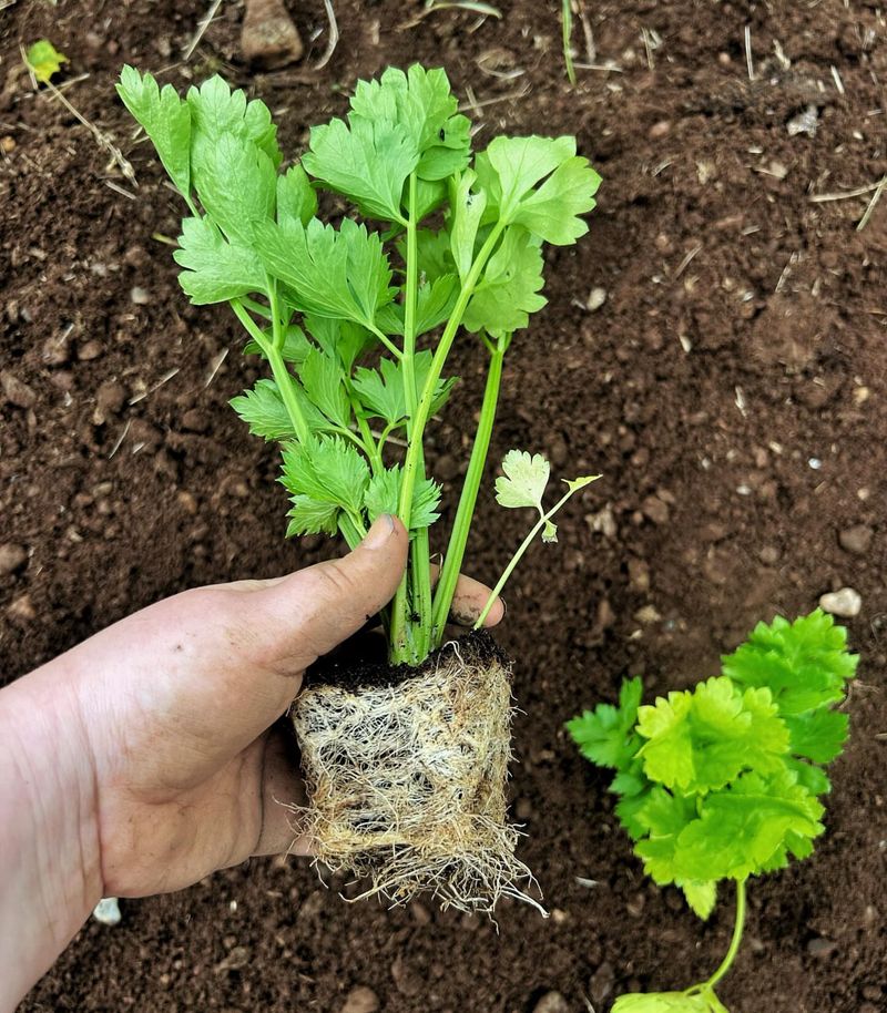 Celery Requires An Early Indoor Start Celery Requires An Early Indoor Start