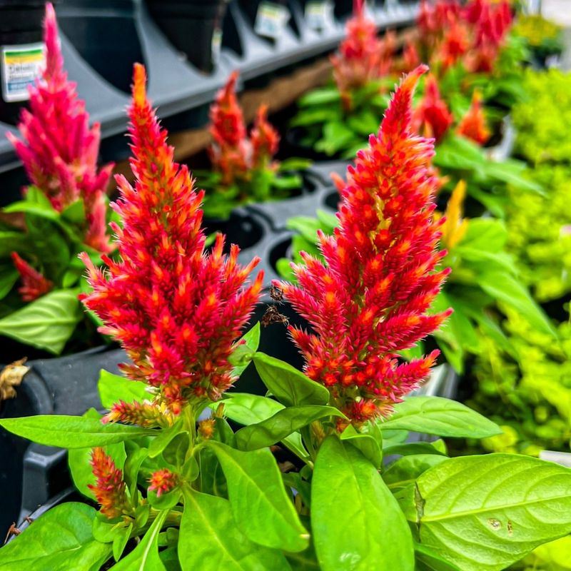 Celosia Adds Bold Color Into Fall Celosia Adds Bold Color Into Fall
