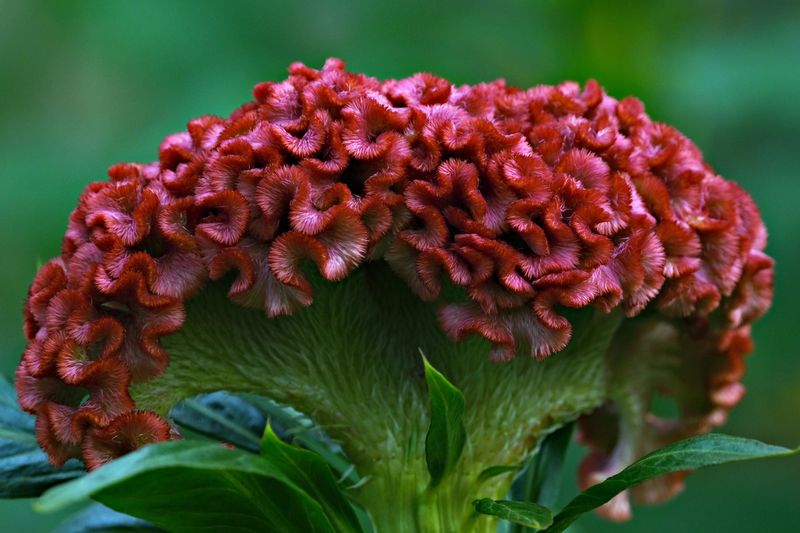 Celosia