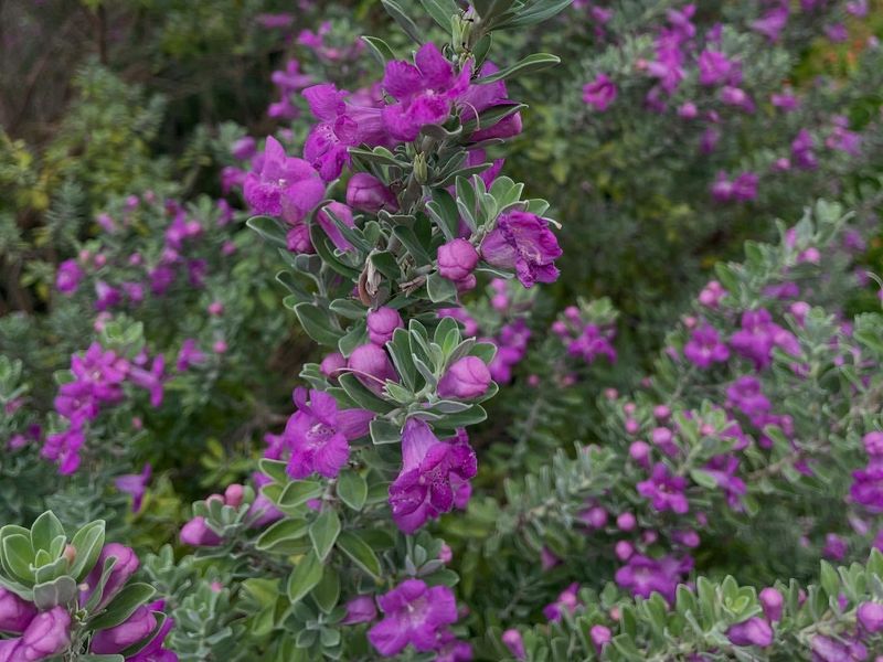 Cenizo Or Texas Sage (Leucophyllum Frutescens) Cenizo Or Texas Sage (Leucophyllum Frutescens)
