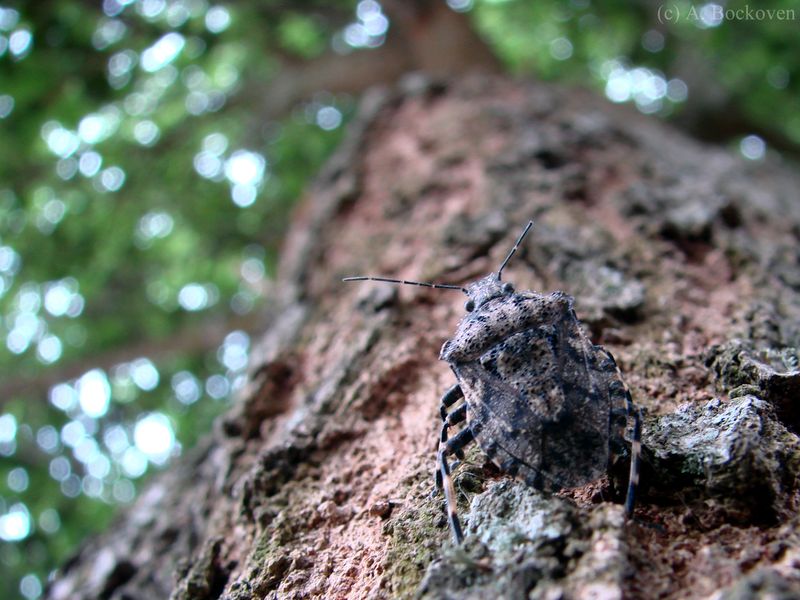 Certain Host Trees And Shrubs Are Present Certain Host Trees And Shrubs Are Present