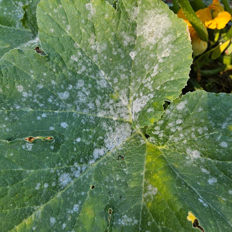 Certain Pennsylvania Garden Plants Face Higher Risk Certain Pennsylvania Garden Plants Face Higher Risk