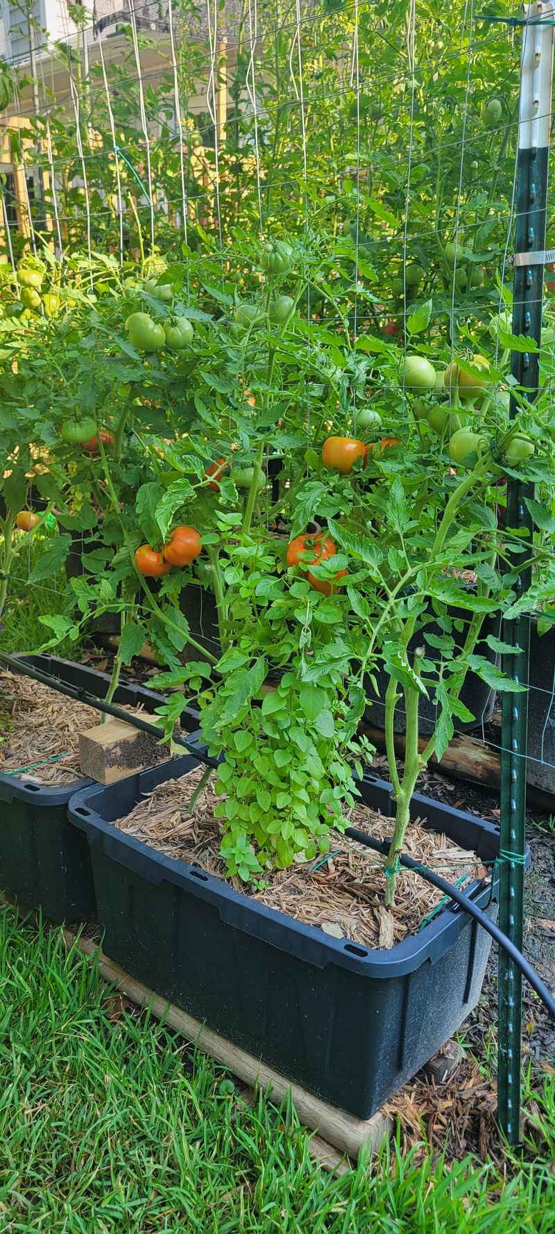 Certain Varieties Keep Producing Through Texas Summers Certain Varieties Keep Producing Through Texas Summers