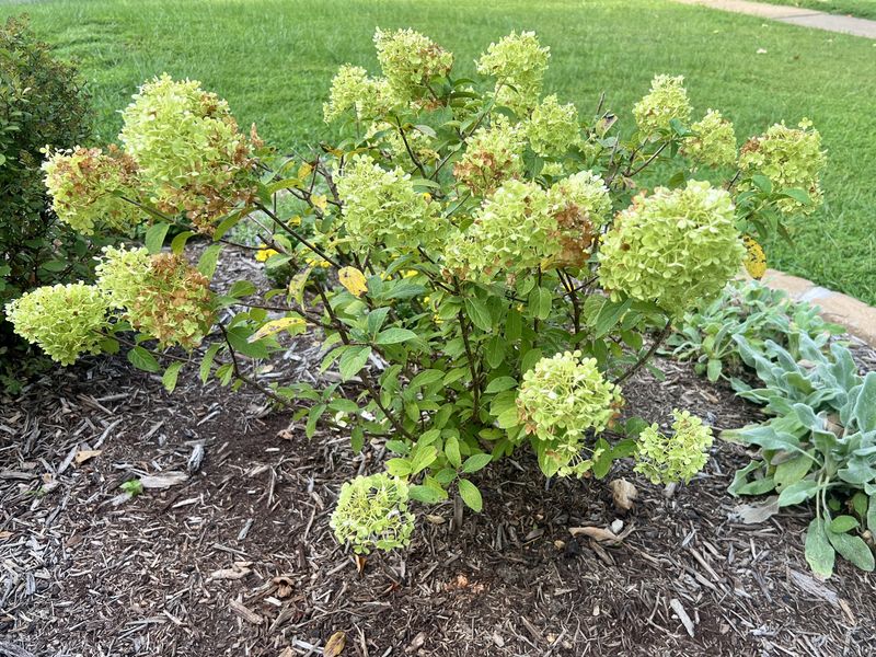 Certain Varieties Naturally Shift Toward Green Certain Varieties Naturally Shift Toward Green