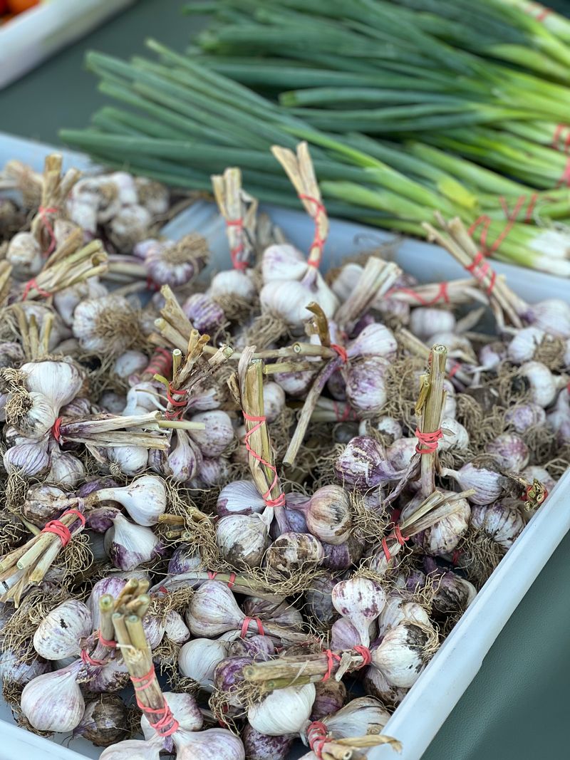 Certified Seed Garlic Beats Grocery Store Bulbs