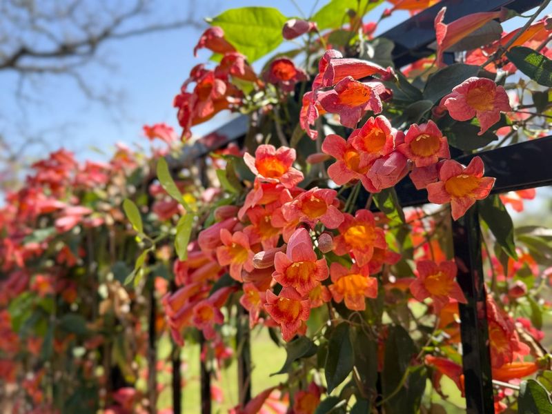 Chain Link Gives Crossvine An Easy Climbing Surface Chain Link Gives Crossvine An Easy Climbing Surface