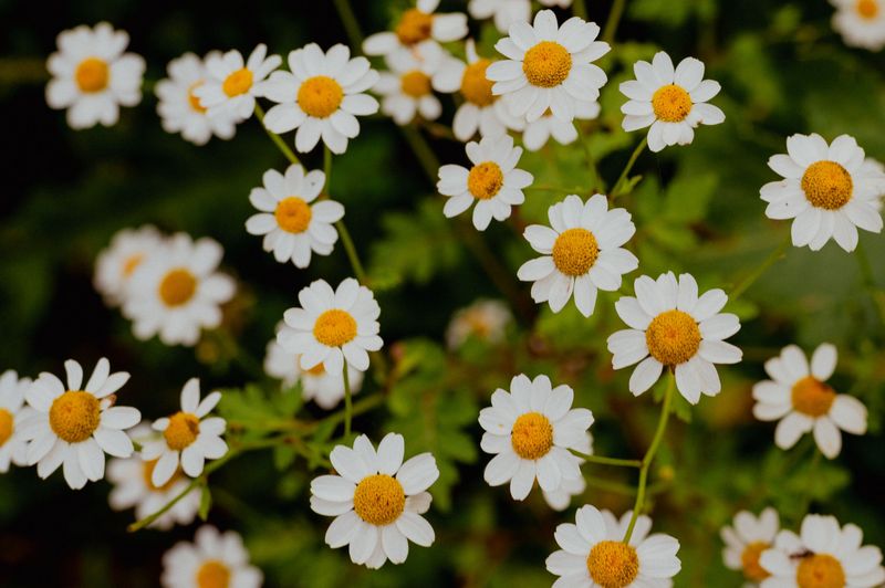 Chamomile Chamomile