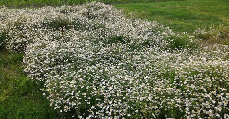Chamomile Softens Light Foot-Traffic Paths