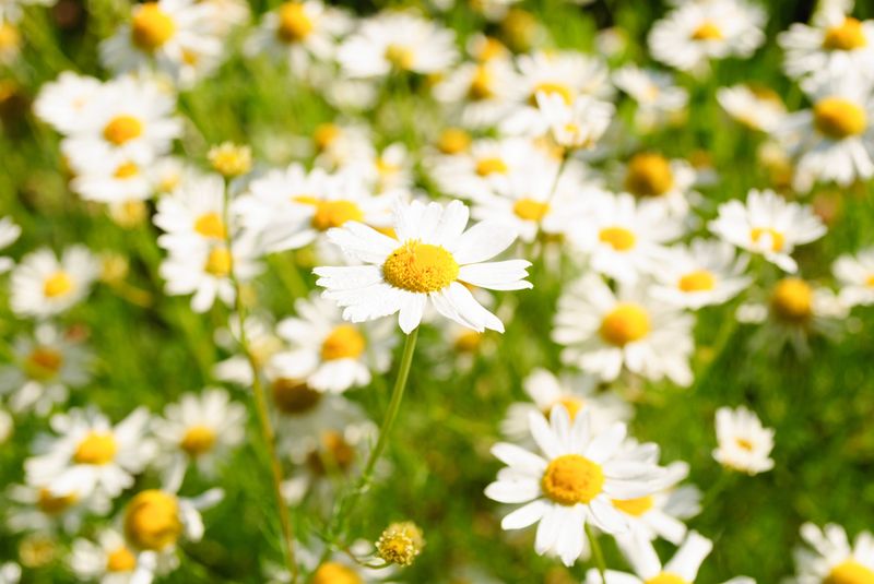 Chamomile Chamomile