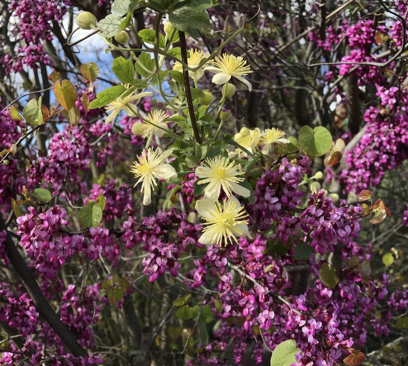 Chaparral Clematis Needs Space Away From Eaves Chaparral Clematis Needs Space Away From Eaves